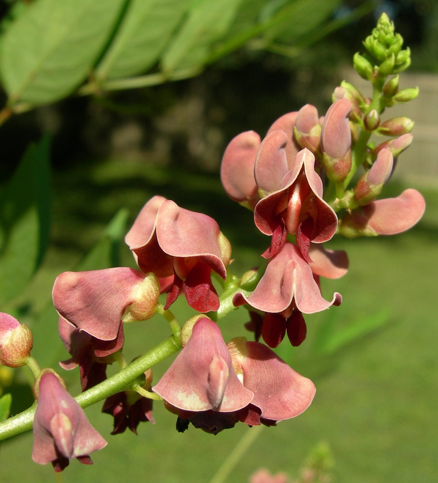 American Groundnut (Apios americana) plant