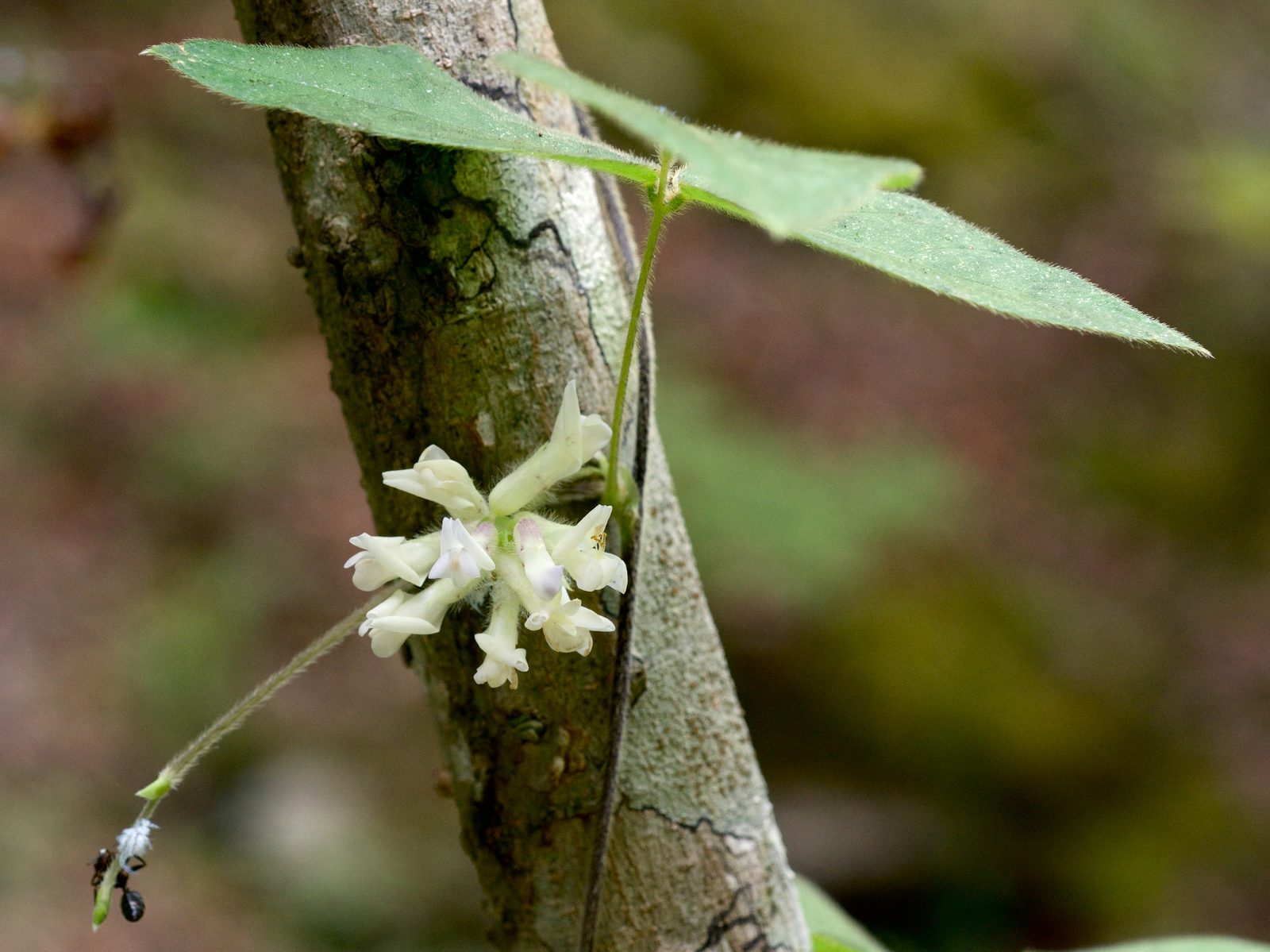 American Hog Peanut (Amphicarpaea bracteata) plant