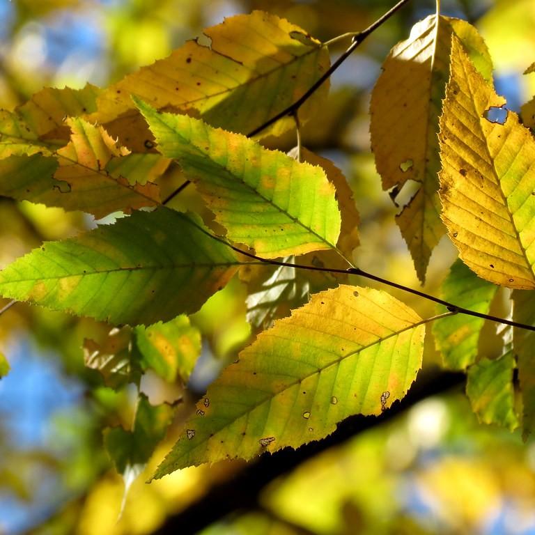 American hornbeam (Carpinus caroliniana) plant — close-up photo