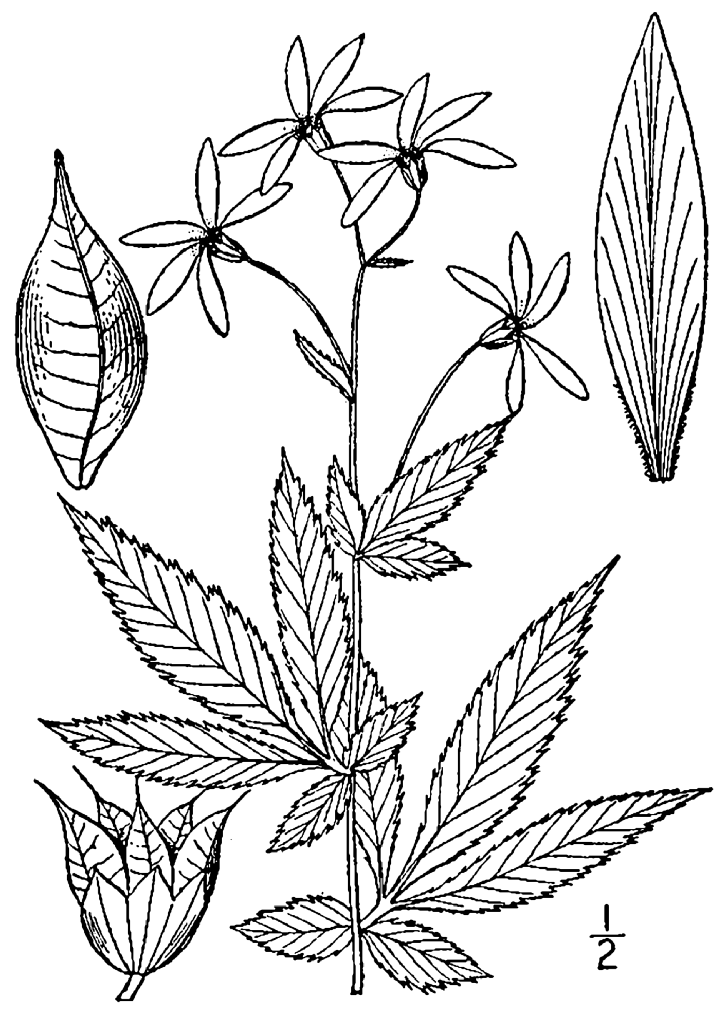 American Ipecac (Gillenia stipulata) plant