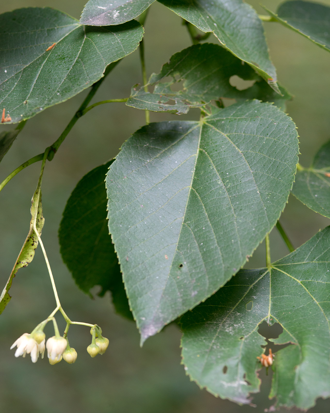 American Linden (Tilia americana) plant