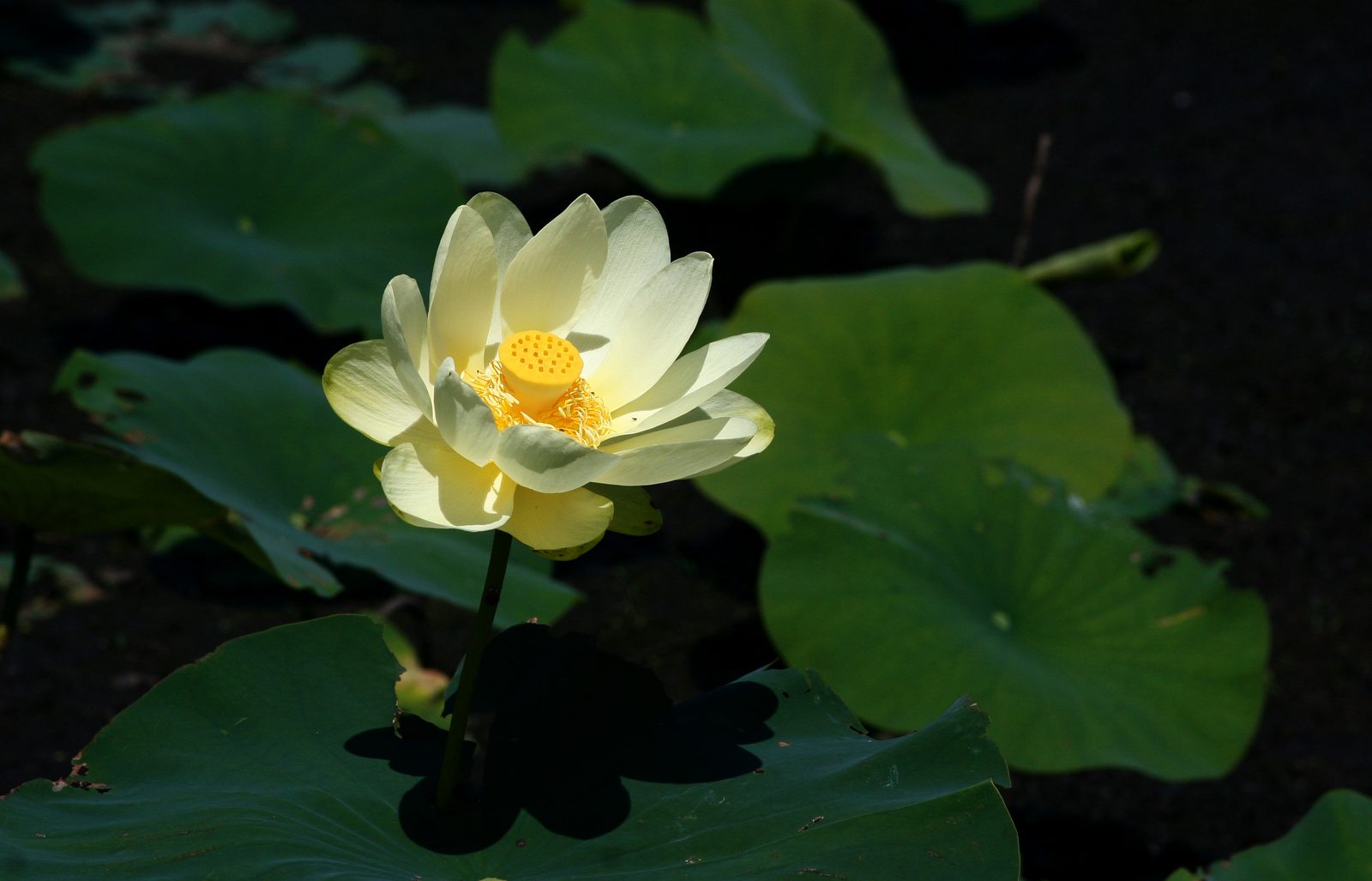 American Lotus (Nelumbo lutea) plant