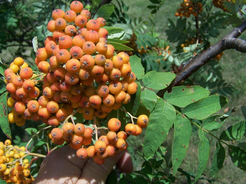 American Mountain Ash (Sorbus americana) plant