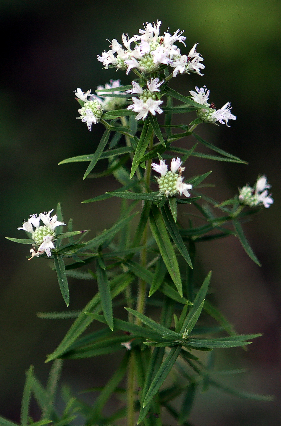 American Mountain Mint (Pycnanthemum virginianum) plant
