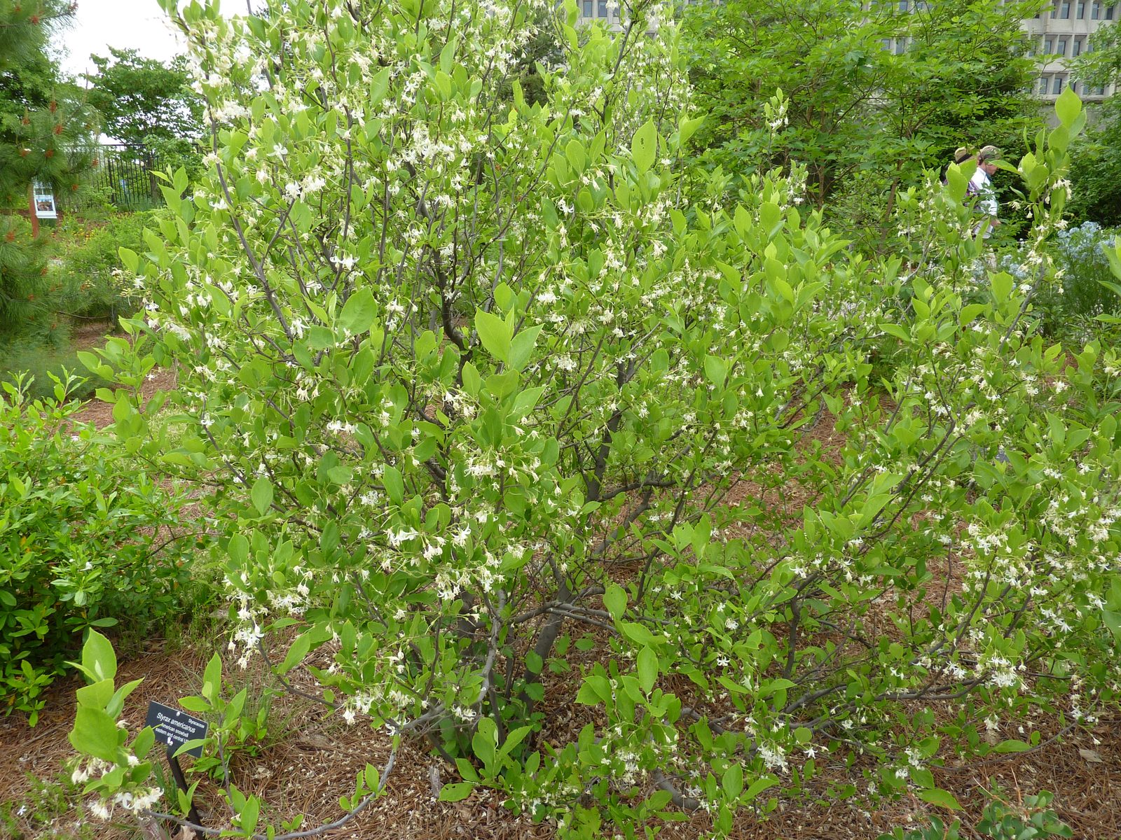 American Snowbell (Styrax americanus) plant