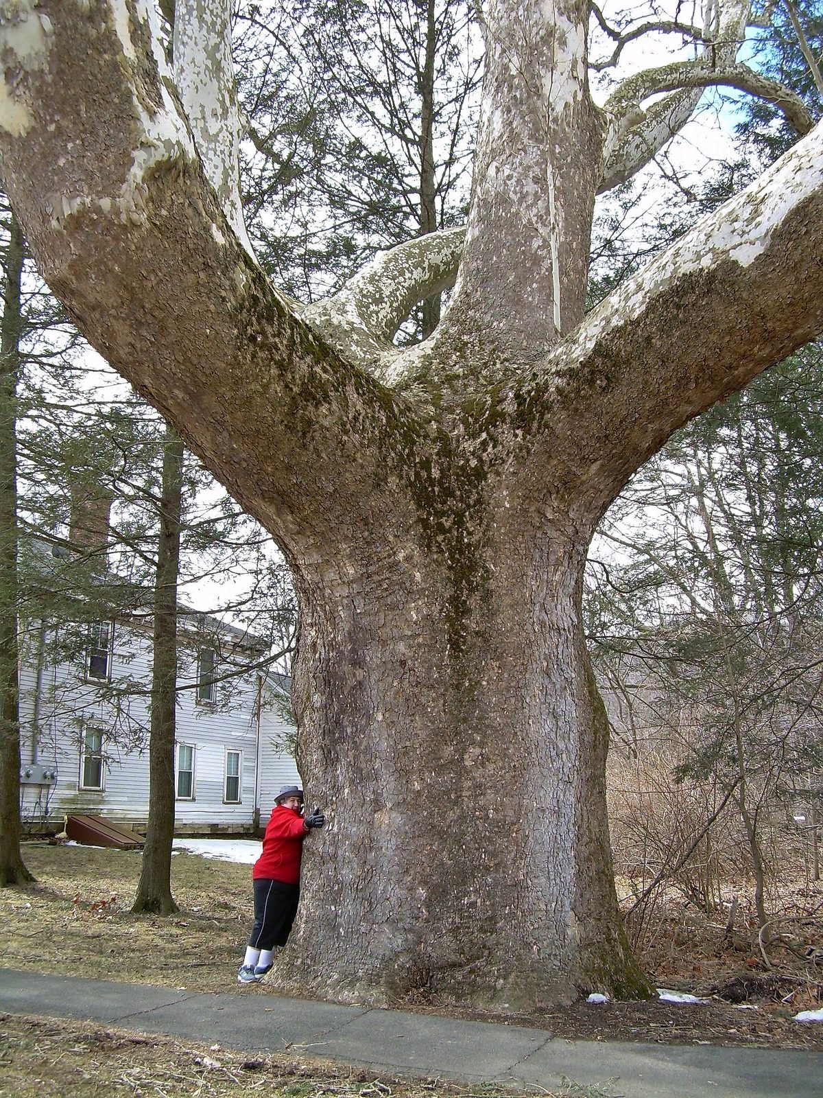 American Sycamore (Platanus occidentalis) plant
