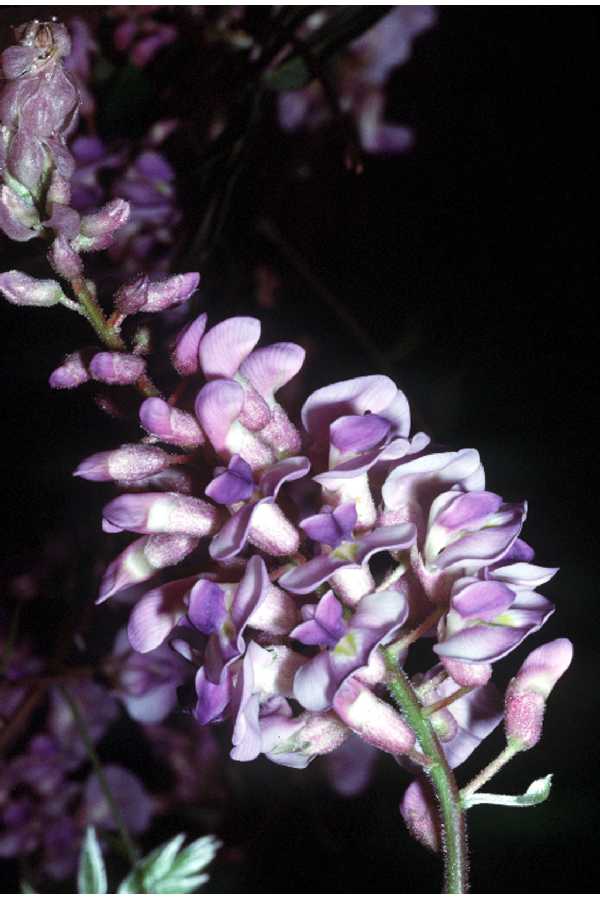 American Wisteria (Wisteria frutescens) plant