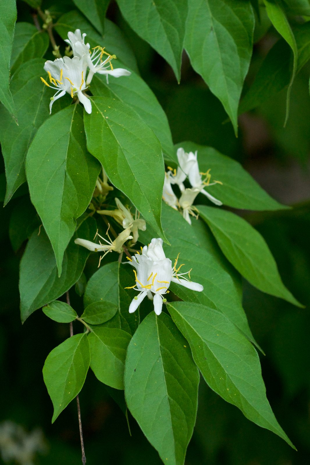 Amur Honeysuckle (Lonicera maackii) plant