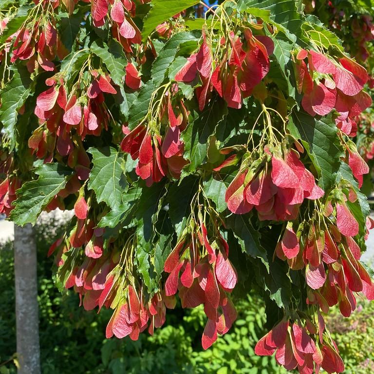 Amur maple (Acer tataricum subsp. ginnala 'Mandy' RED RHAPSODY) plant — close-up photo