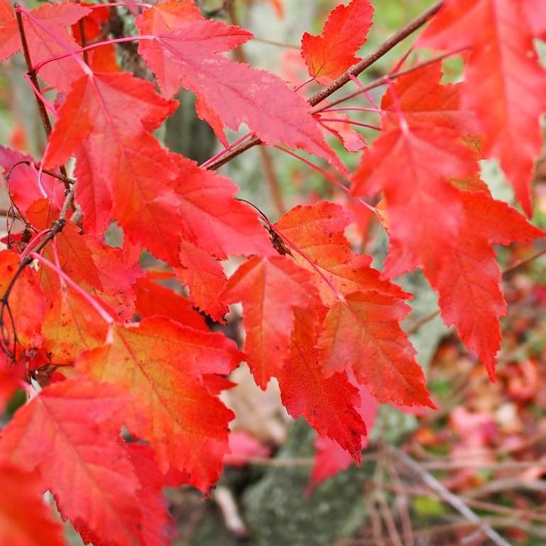 Amur Maple (Acer ginnala) plant