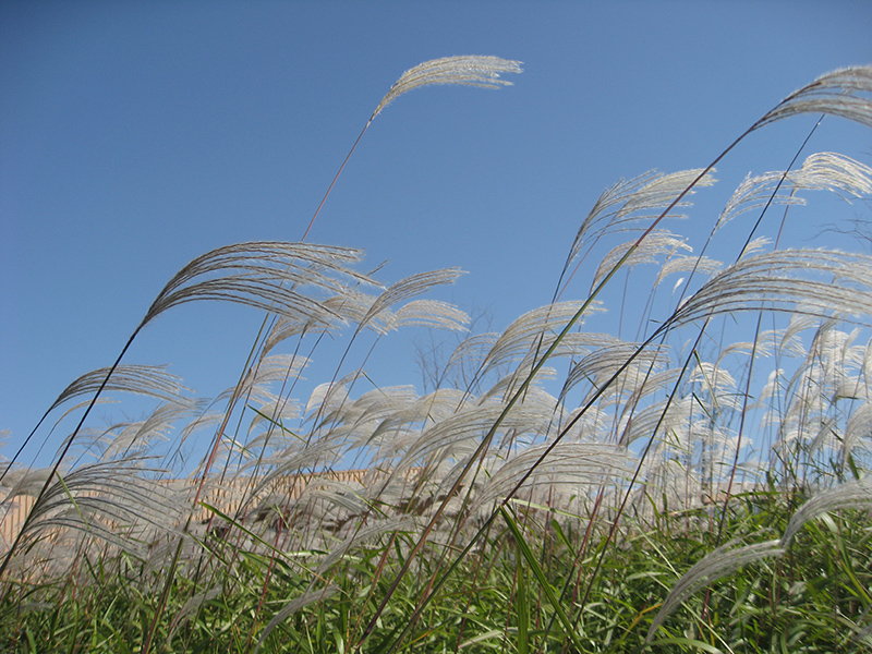 Amur Silvergrass (Miscanthus sacchariflorus) plant