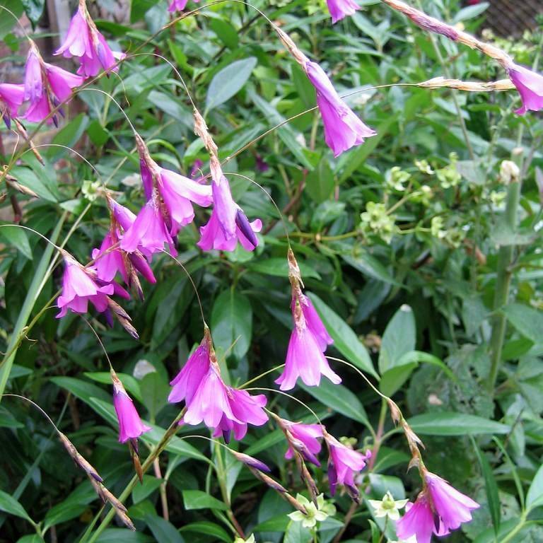 angel's fishing rods (Dierama pendulum) plant