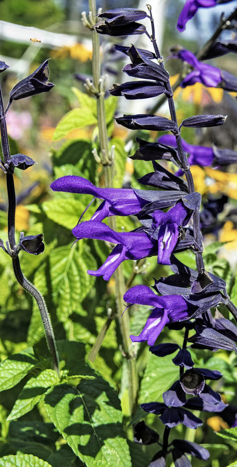Anise Scented Sage (Salvia guaranitica) plant