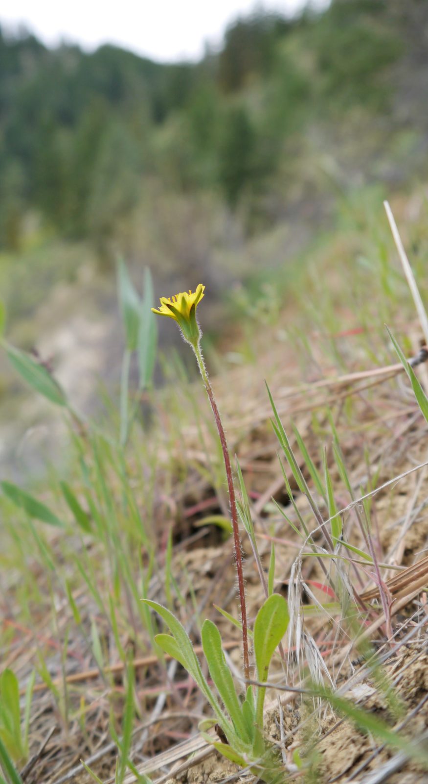 Annual Agoseris (Agoseris heterophylla) plant