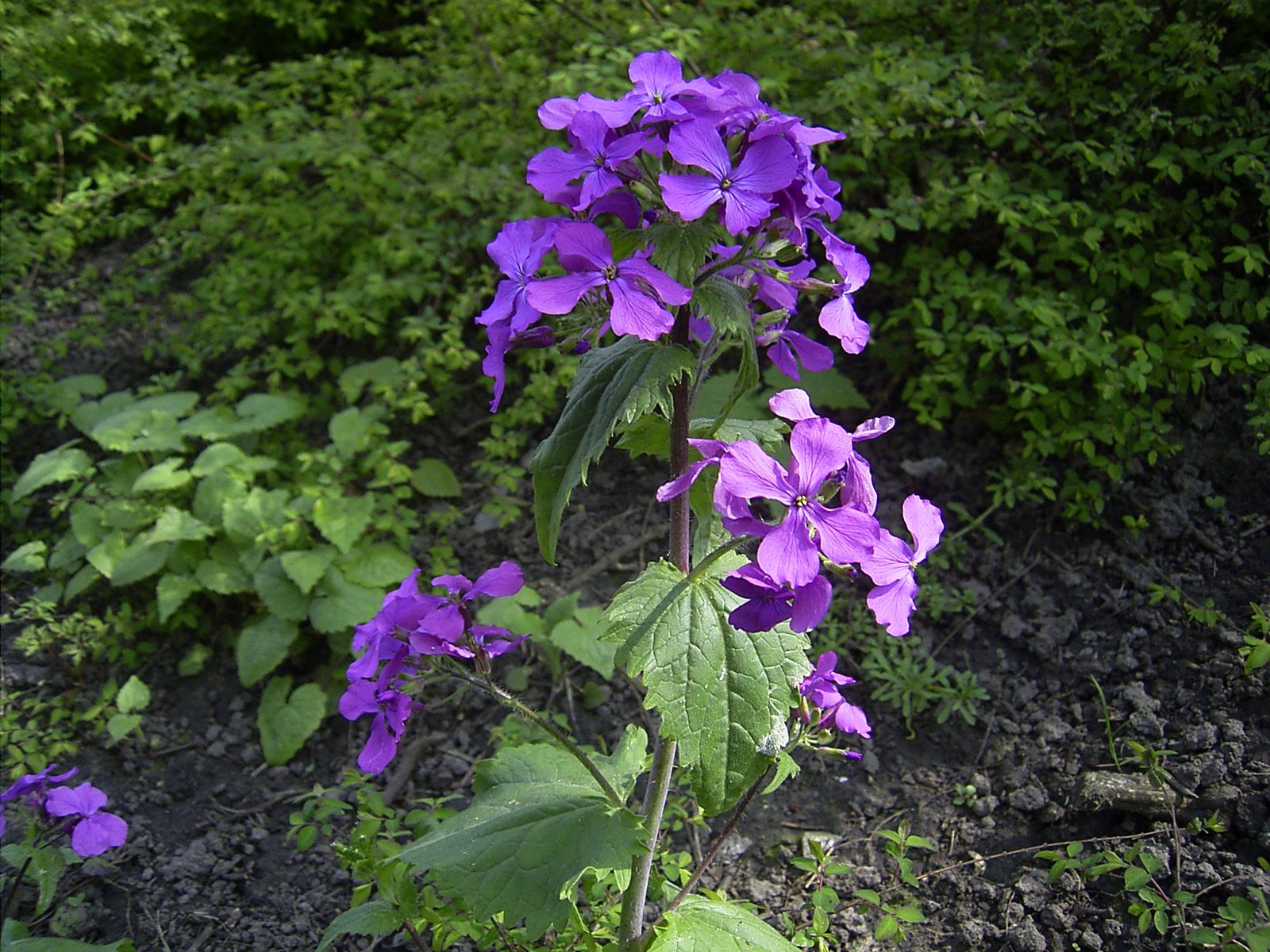 Annual Honesty (Lunaria annua) plant