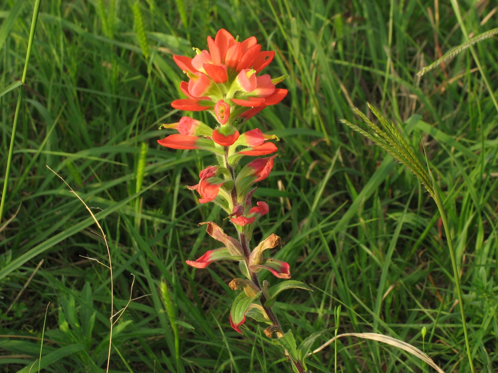 Annual Paintbrush (Castilleja indivisa) plant