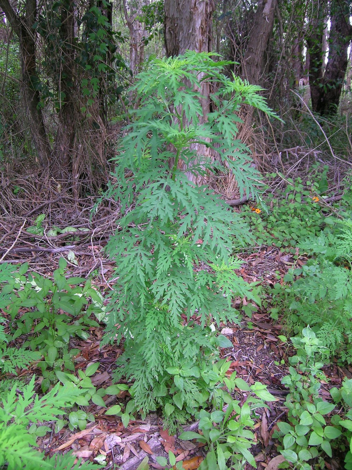Annual Ragweed (Ambrosia artemisiifolia) plant