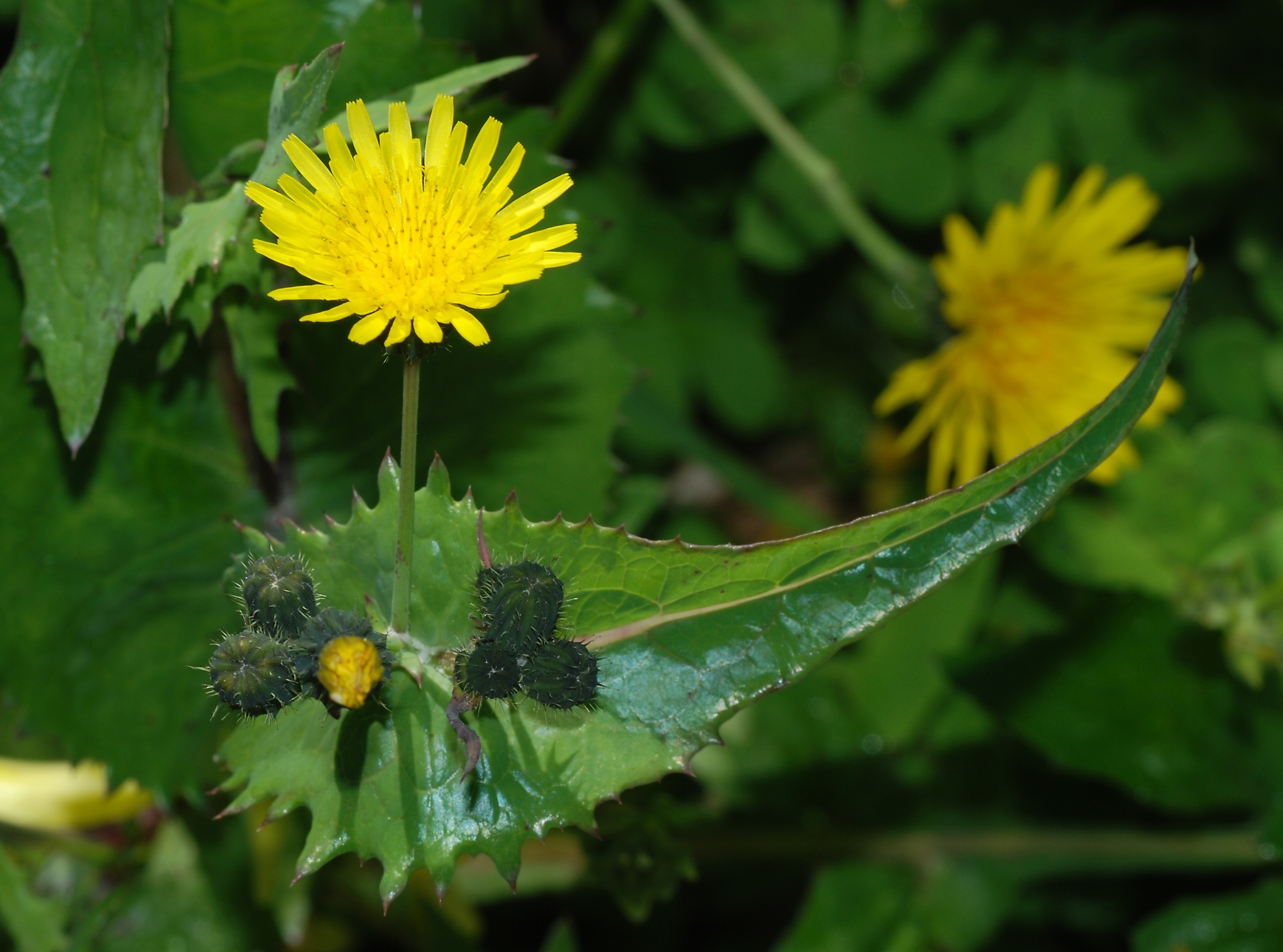 Annual Sow Thistle (Sonchus oleraceus) plant