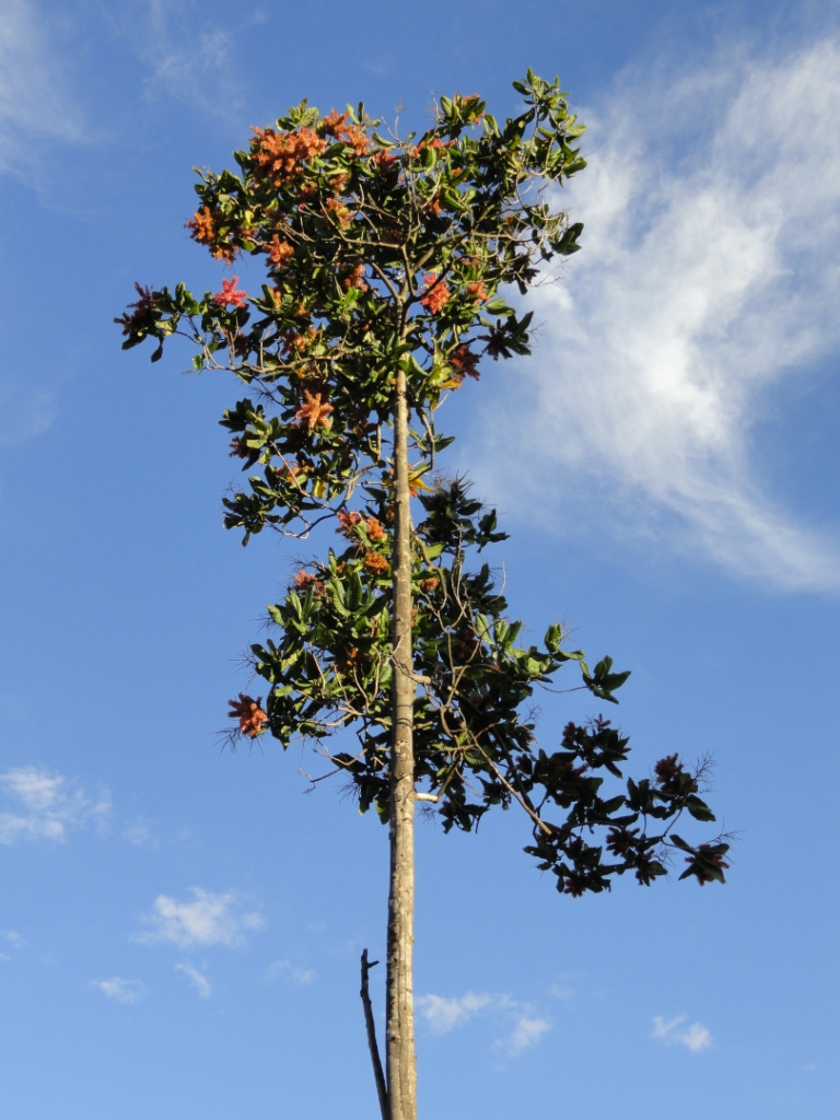 Ant Tree (Triplaris americana) plant — close-up photo