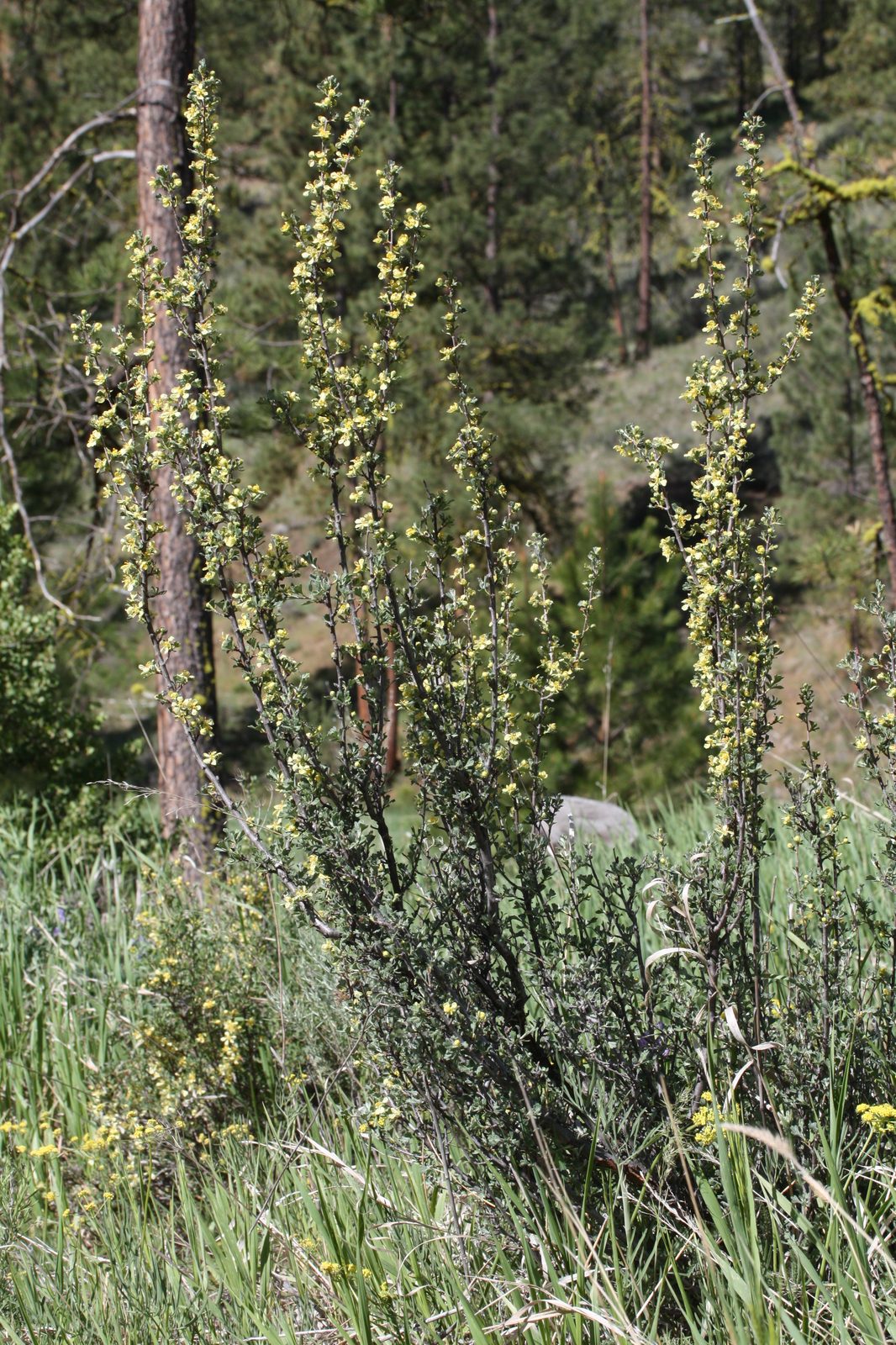 Antelope Bitterbrush (Purshia tridentata) plant