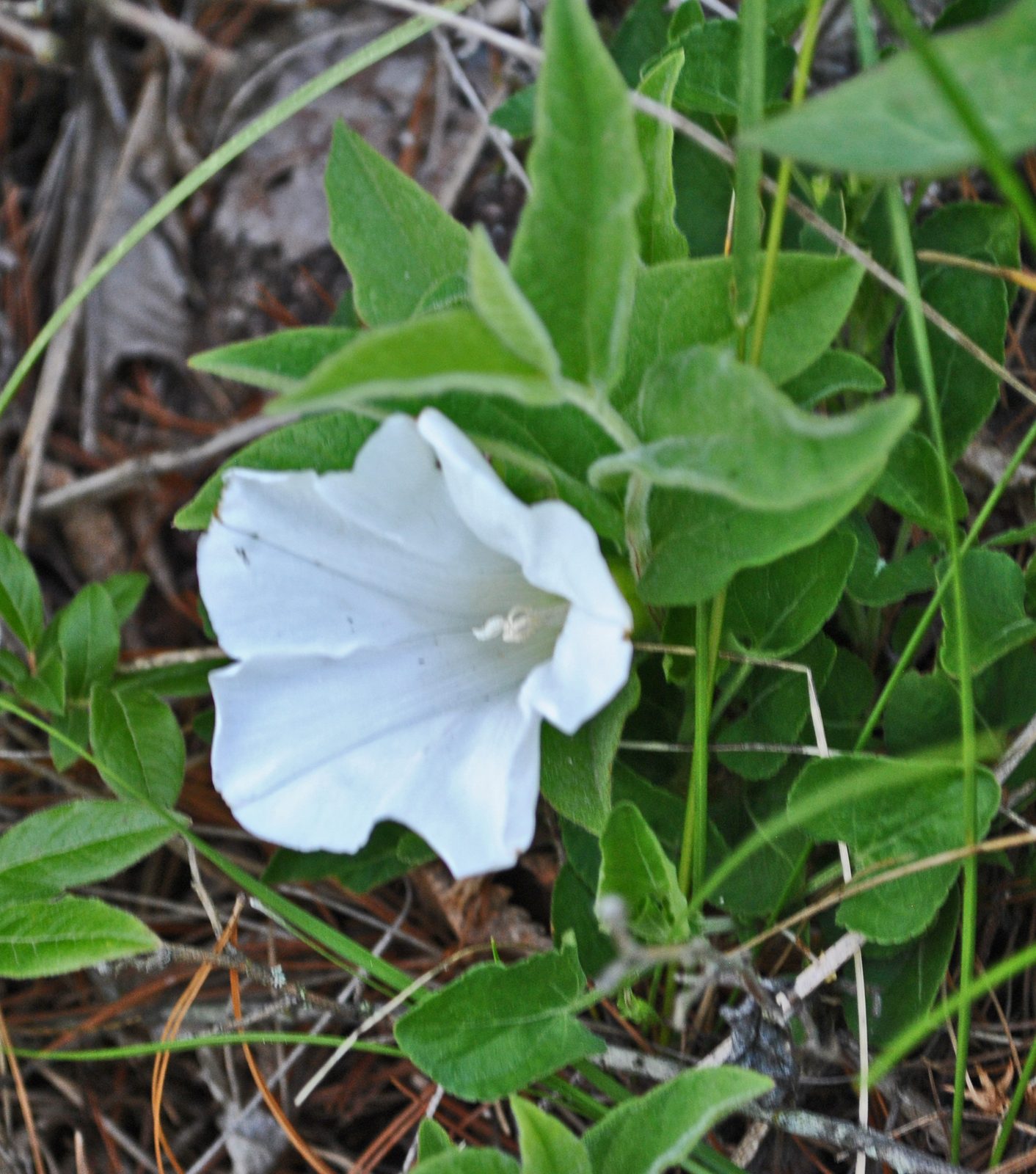 Appalachia False Bindweed (Calystegia spithamaea) plant