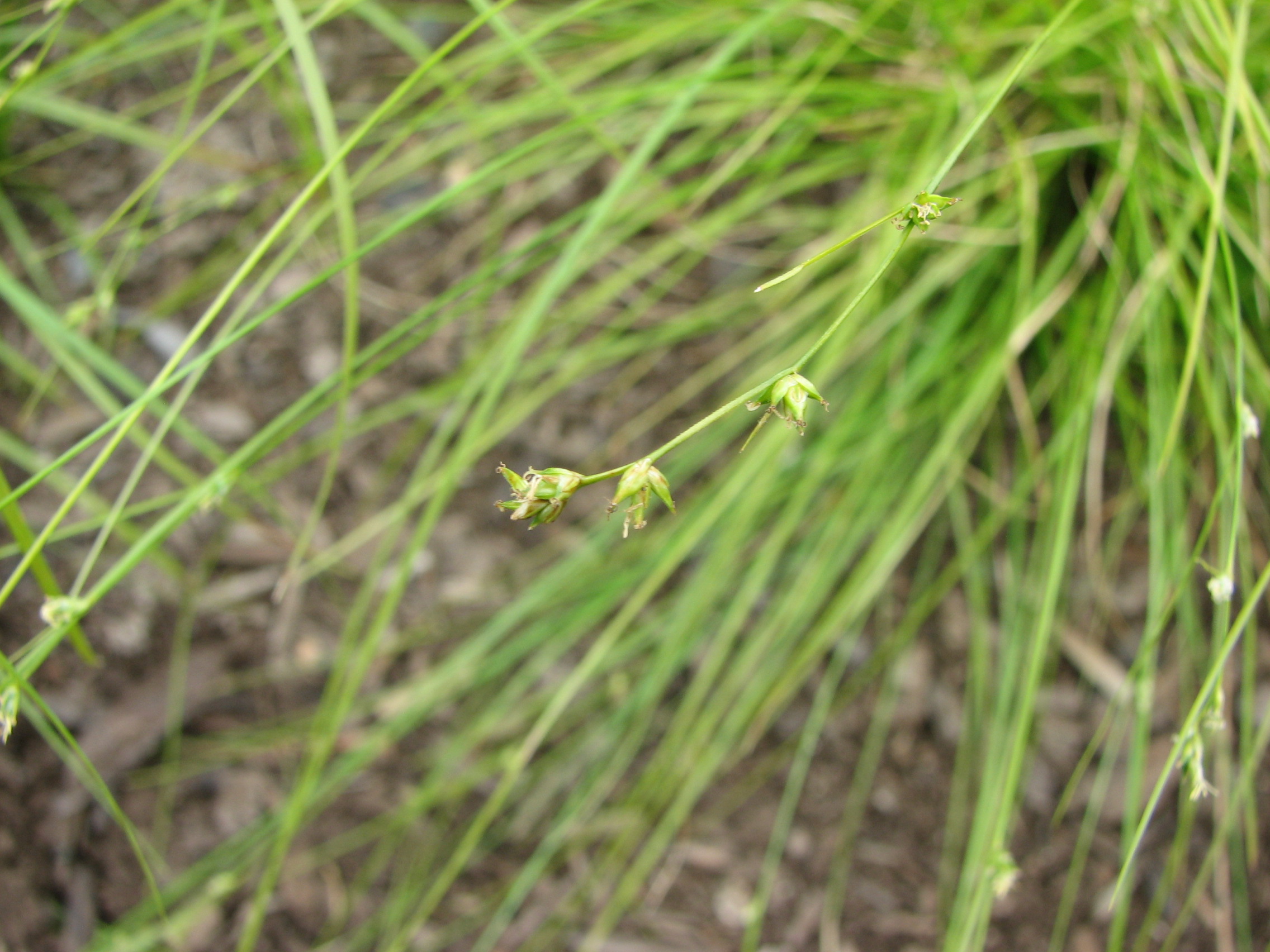 Appalachian Sedge (Carex appalachica) plant