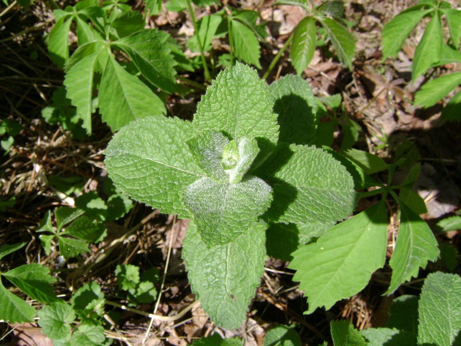 Apple Mint (Mentha suaveolens) plant