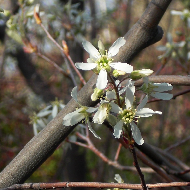 apple serviceberry (Amelanchier grandiflora 'Autumn Brilliance') plant — close-up photo