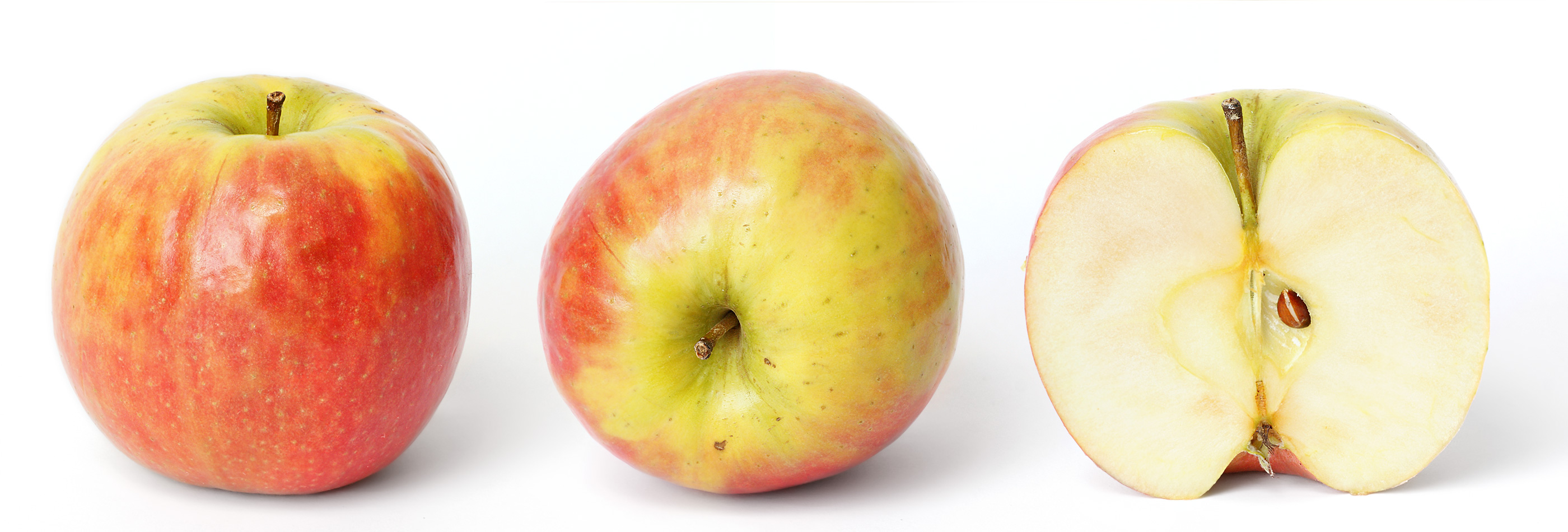 Apple (Malus domestica) plant