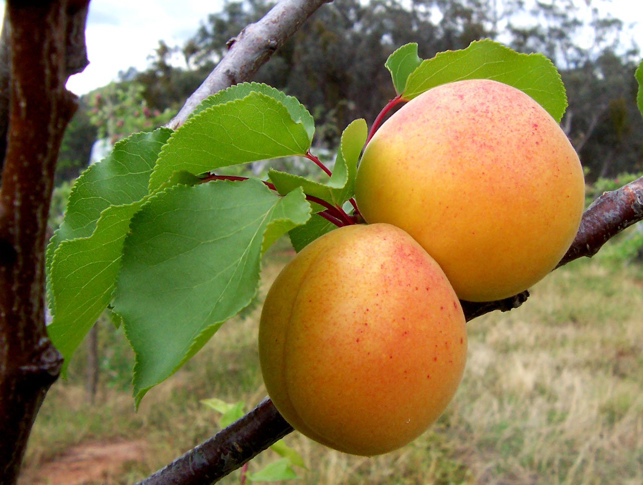 Apricot (Prunus armeniaca) plant