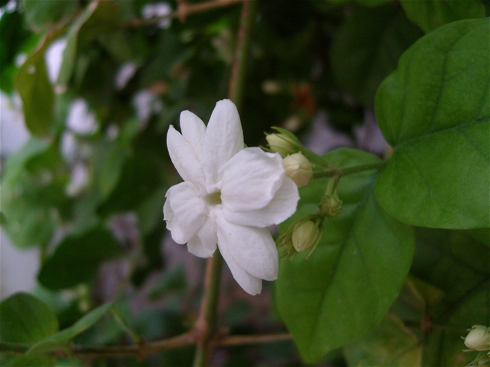 Arabian Jasmine (Jasminum sambac) plant
