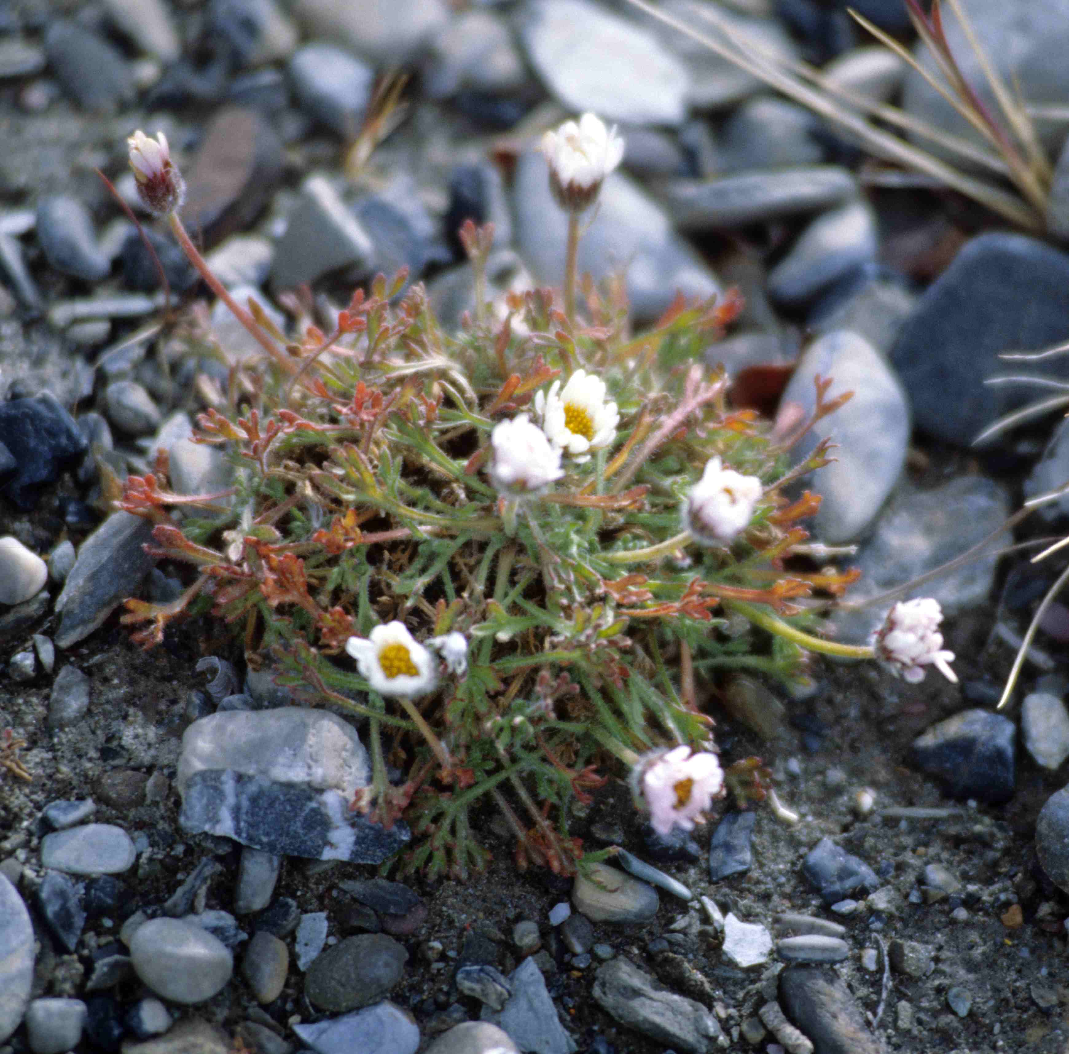 Arctic Daisy (Arctanthemum arcticum (syn. Chrysanthemum arcticum)) plant