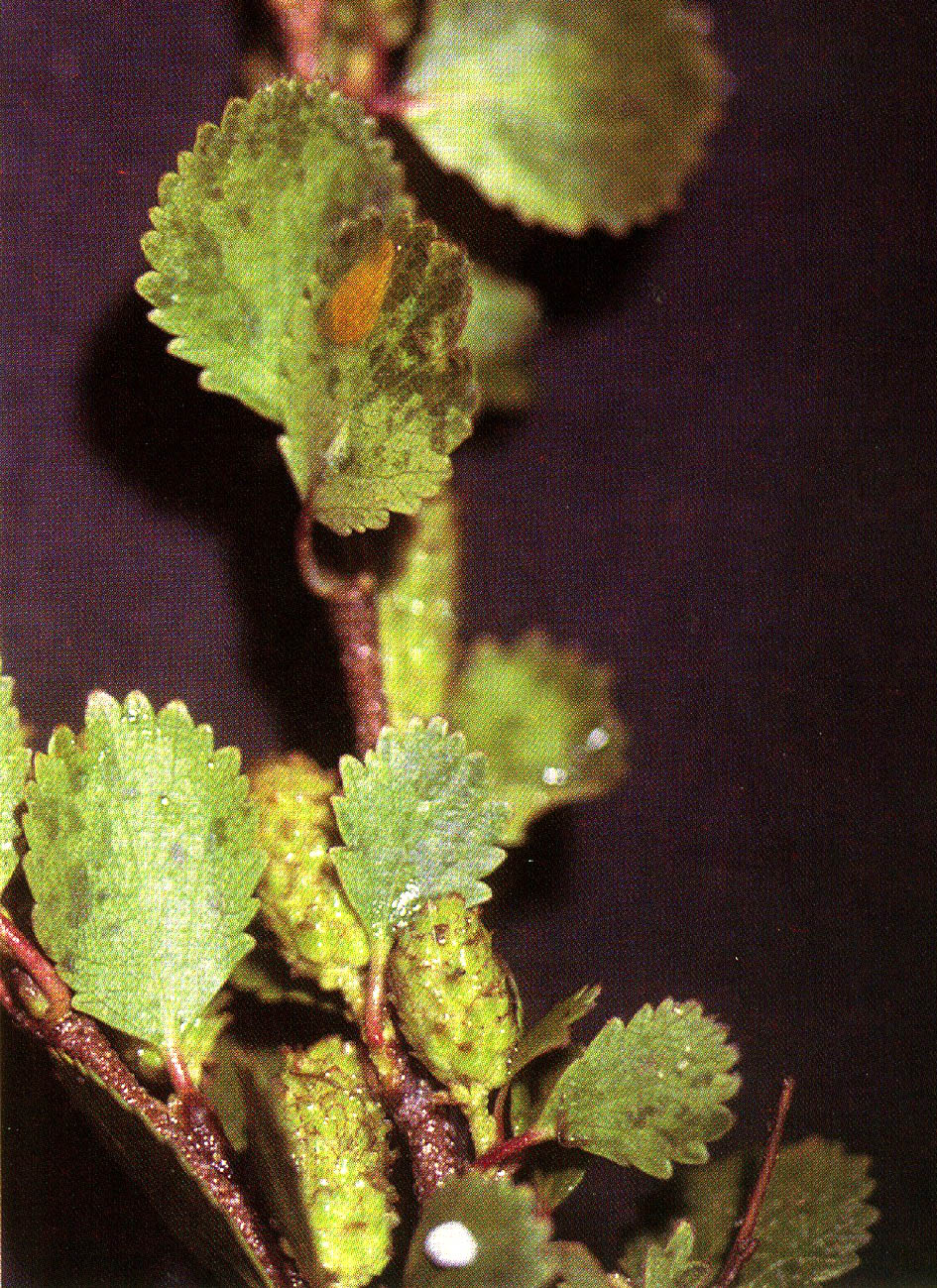 Arctic Dwarf Birch (Betula nana) plant