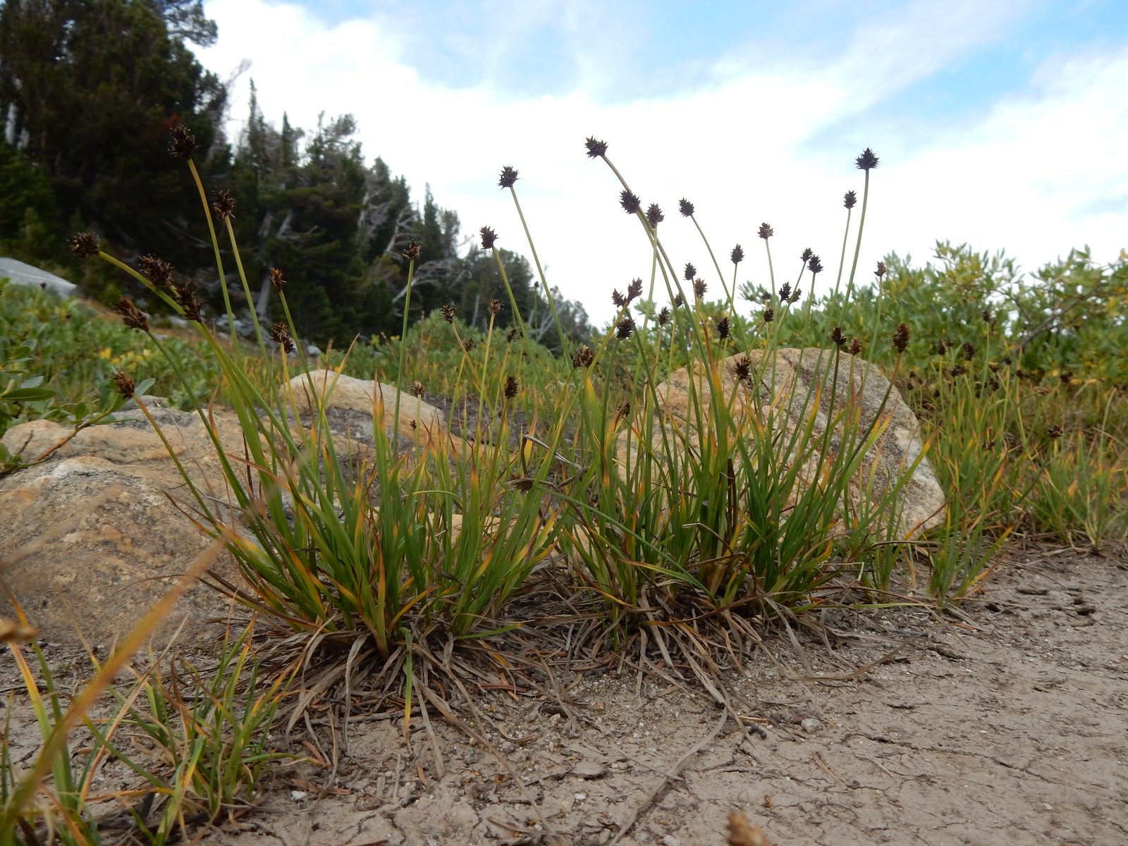 Arctic Hare's Foot Sedge (Carex lachenalii) plant