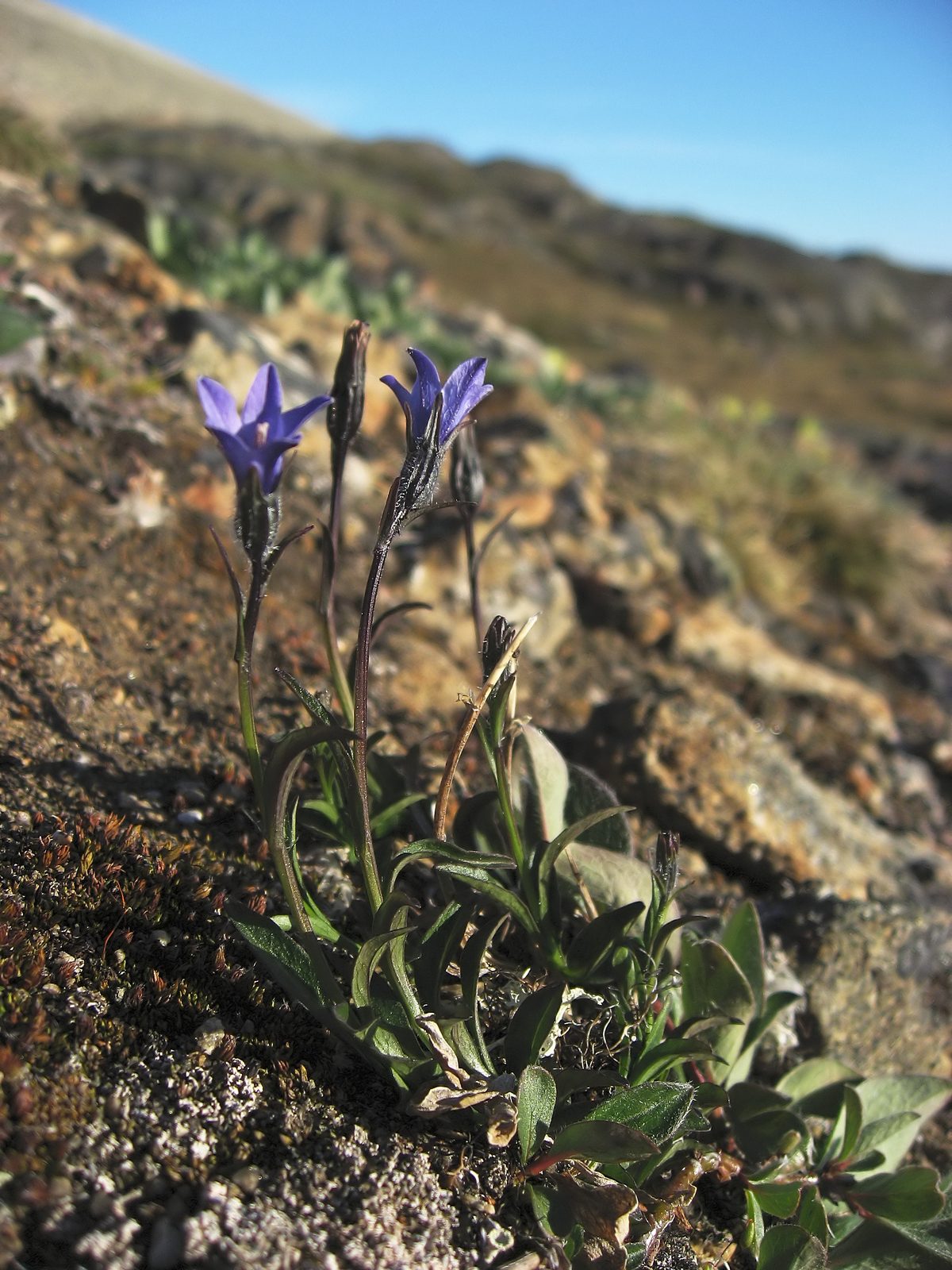 Arctic Harebell (Campanula uniflora) plant