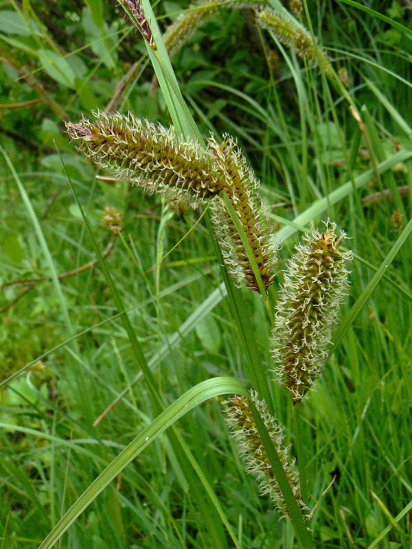 Arctic Marsh Sedge (Carex aquatilis var. minor) plant