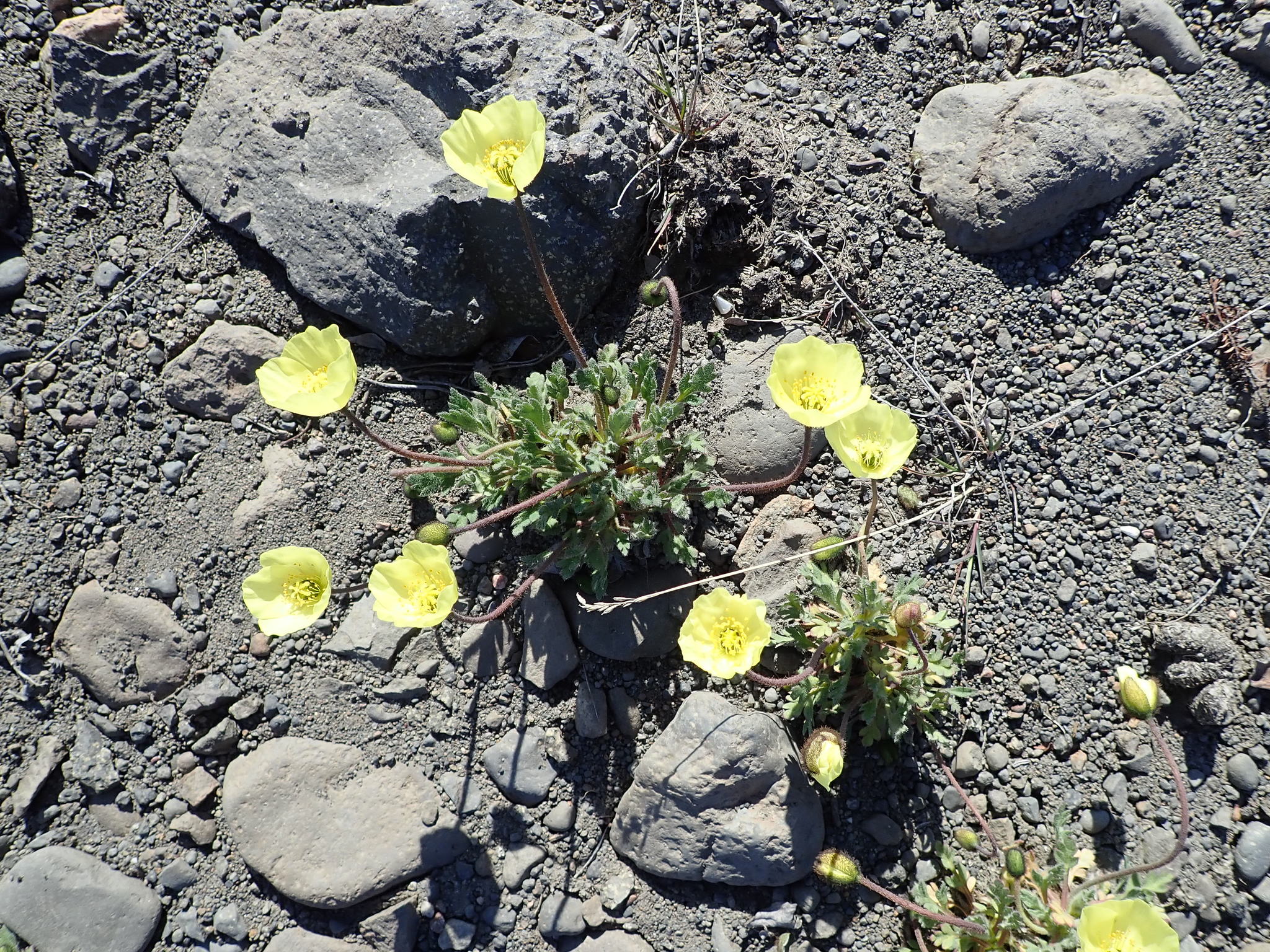 Arctic Poppy (Papaver radicatum) plant