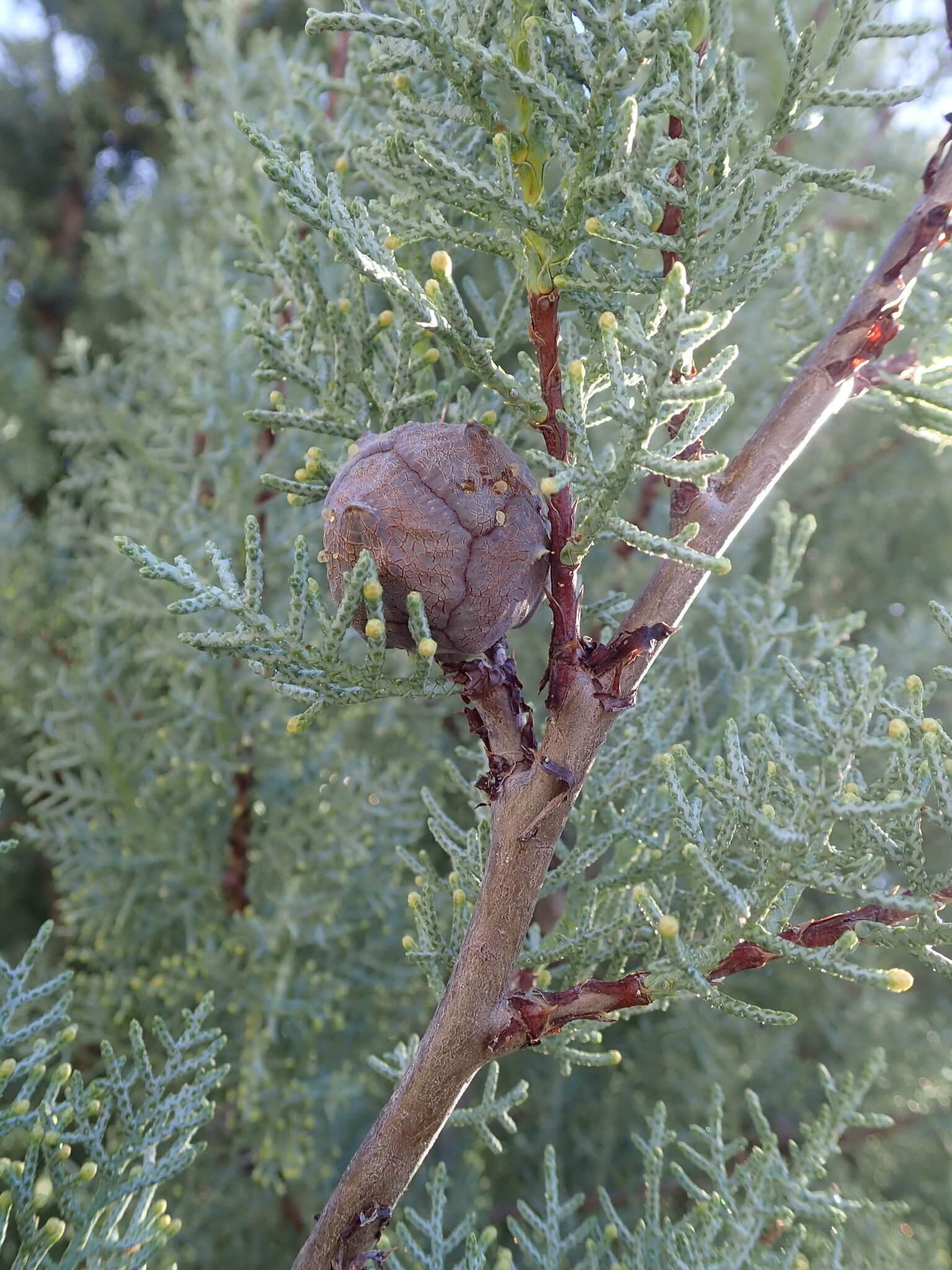Arizona Cypress (Hesperocyparis arizonica (syn. Cupressus arizonica)) plant