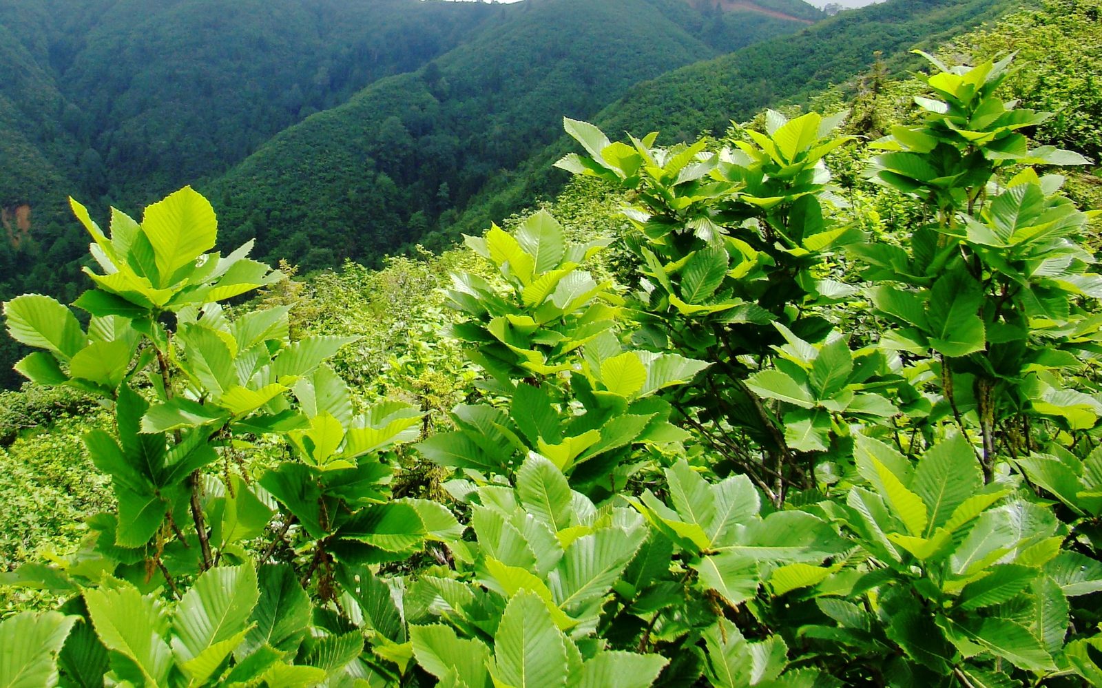 Armenian Oak (Quercus pontica) plant