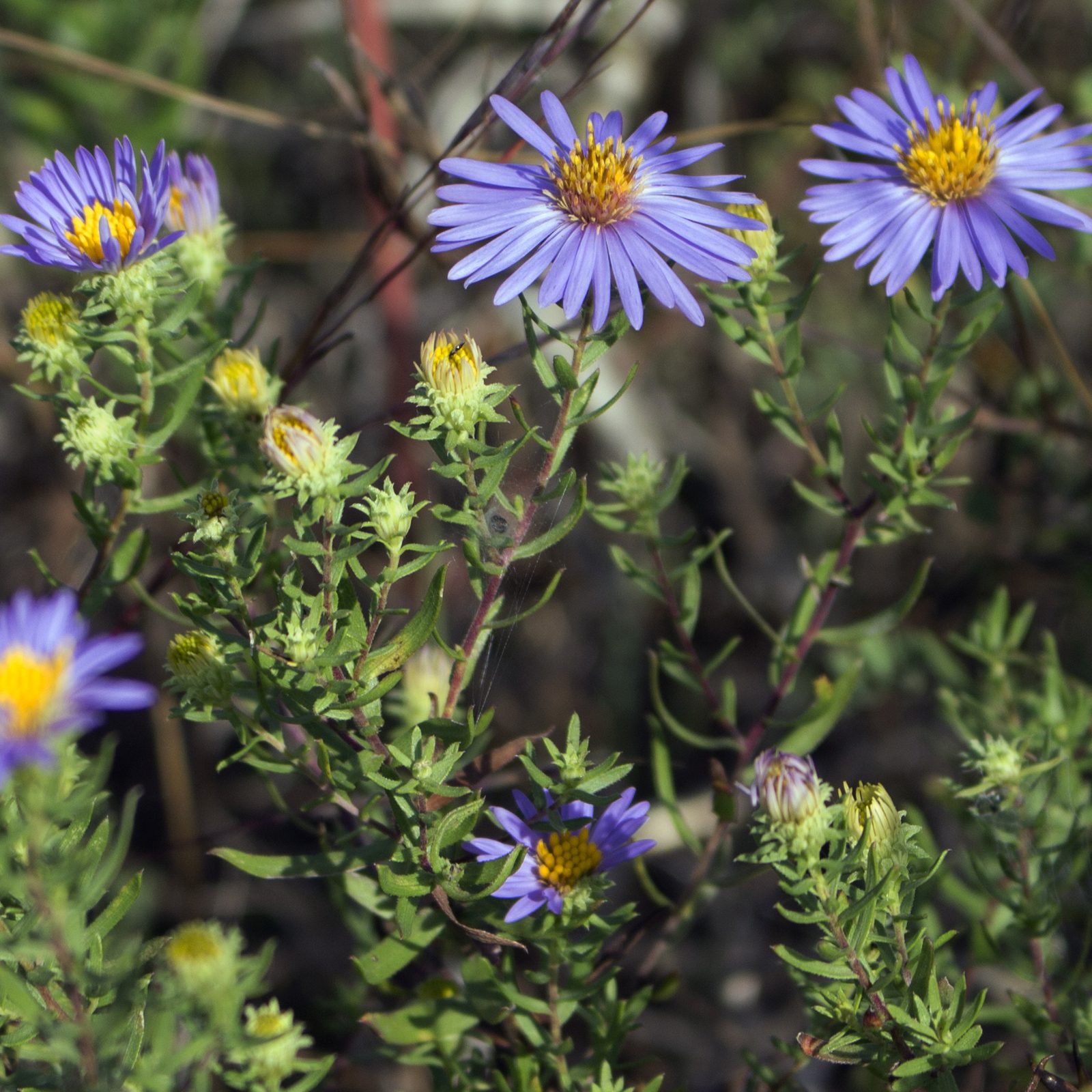 Aromatic Aster (Symphyotrichum oblongifolium) plant