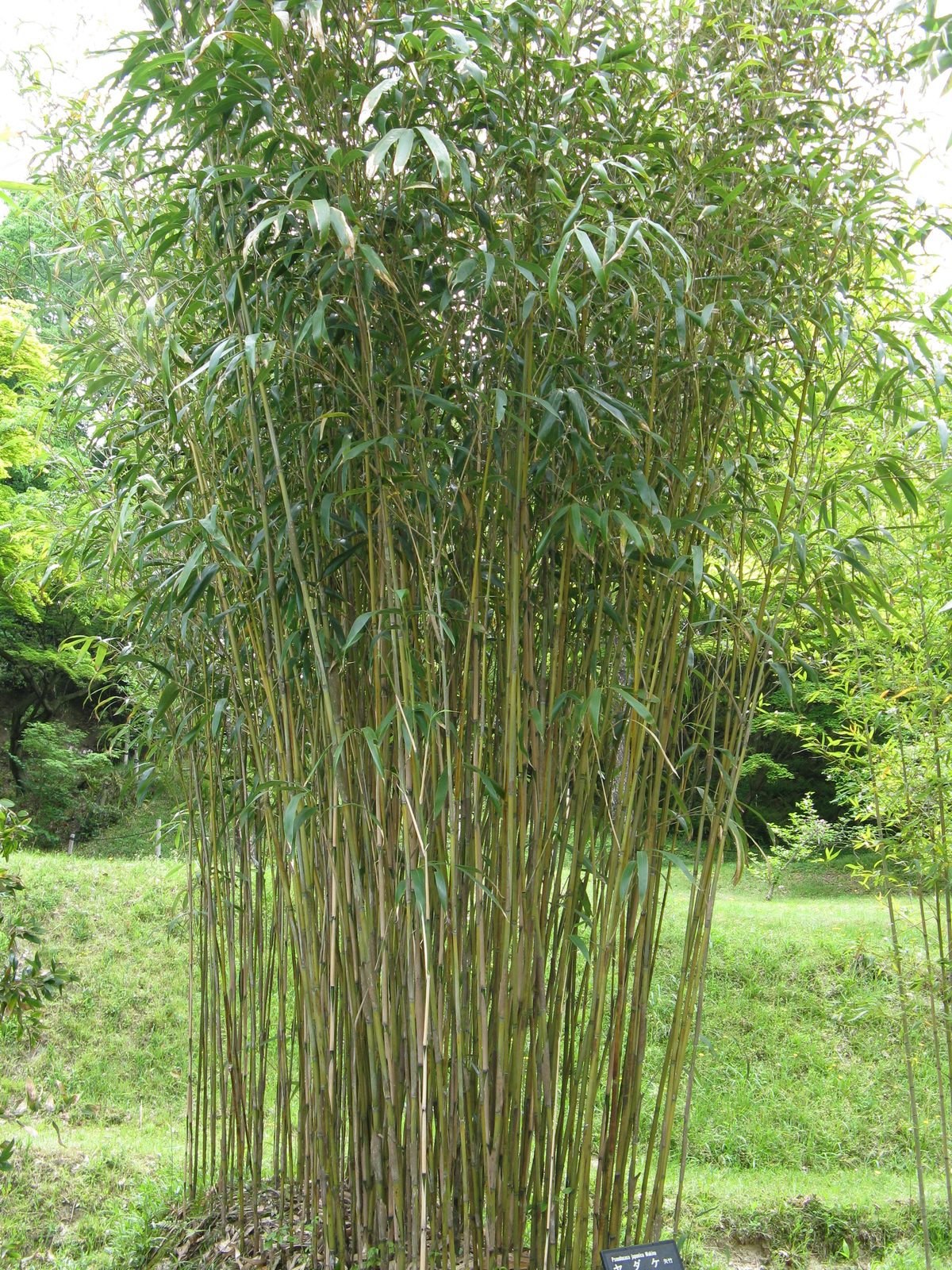 Arrow Bamboo (Pseudosasa japonica) plant