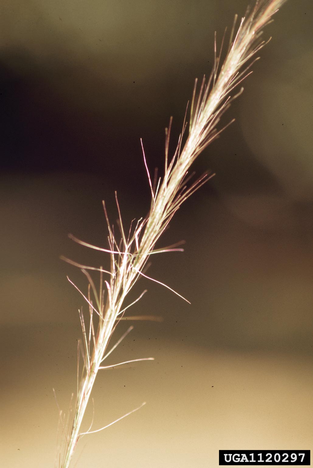 Arrowfeather Three Awn (Aristida purpurascens) plant