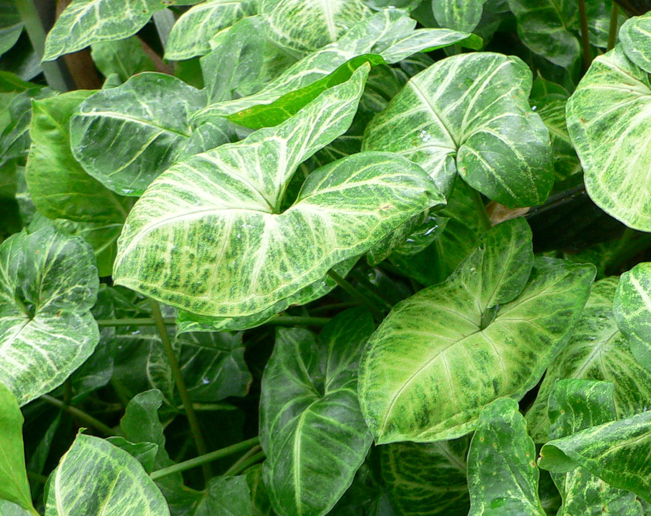 Arrowhead Plant (Syngonium podophyllum) plant