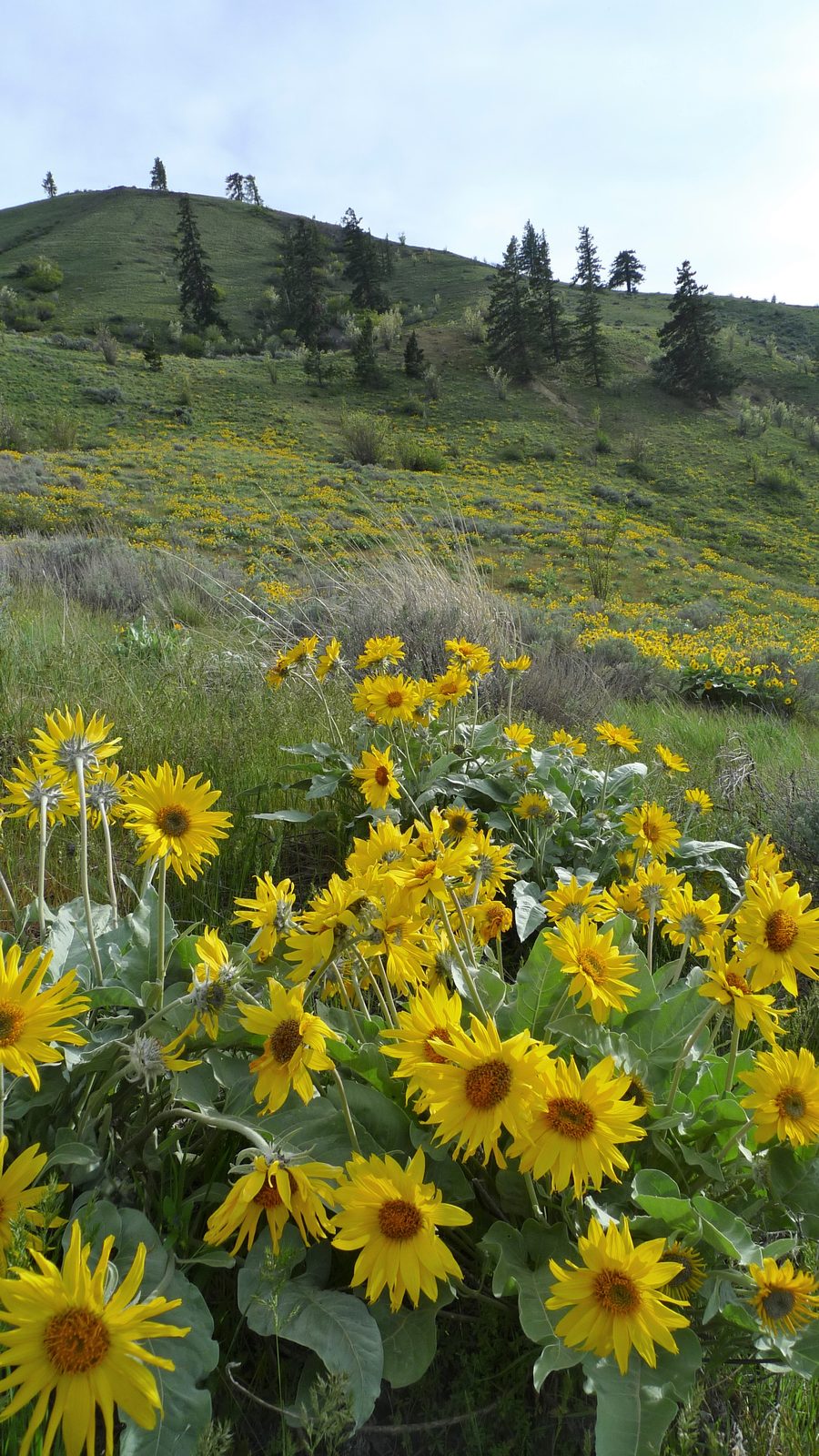 Arrowleaf Balsamroot (Balsamorhiza sagittata) plant
