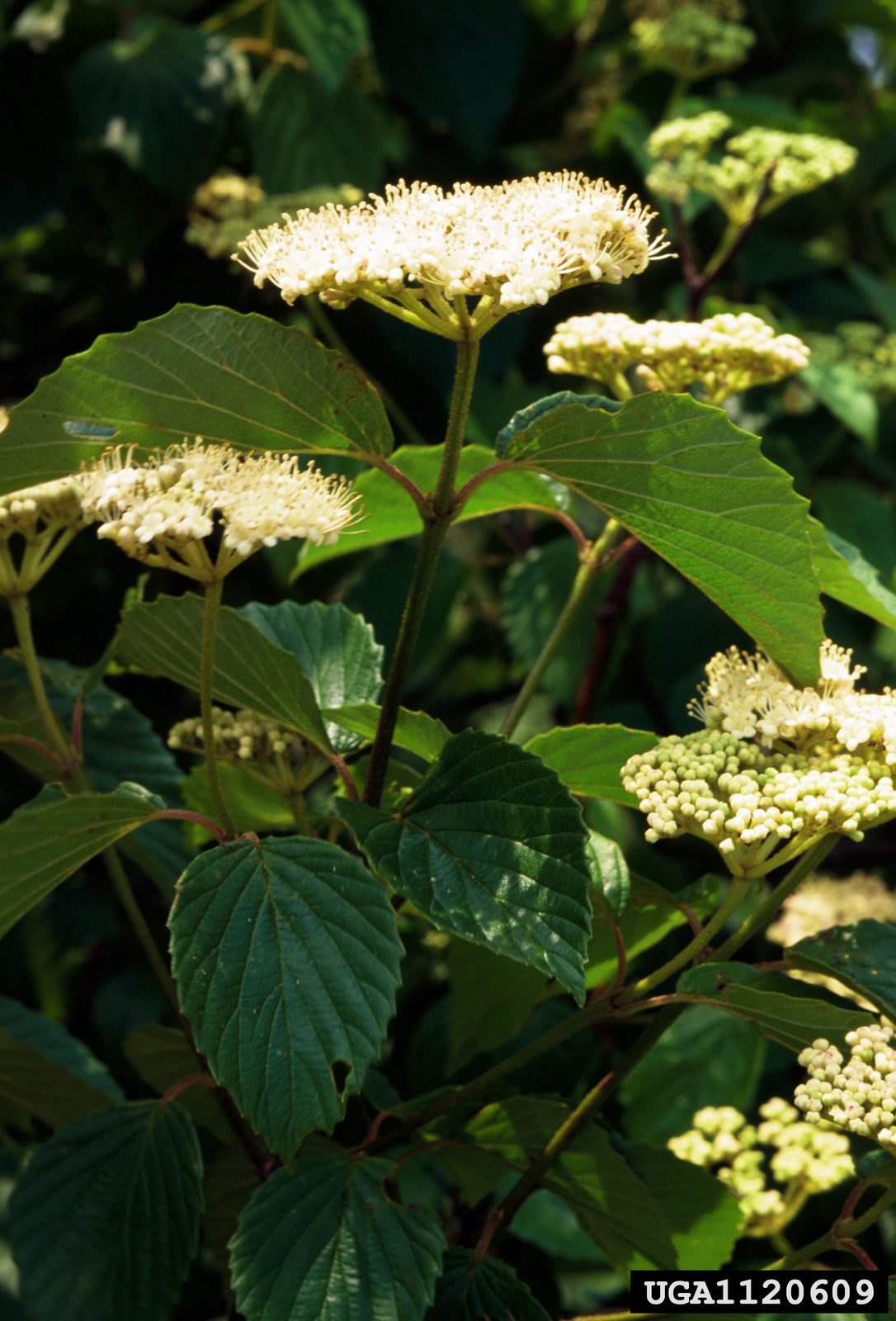 Arrowwood Viburnum (Viburnum dentatum) plant