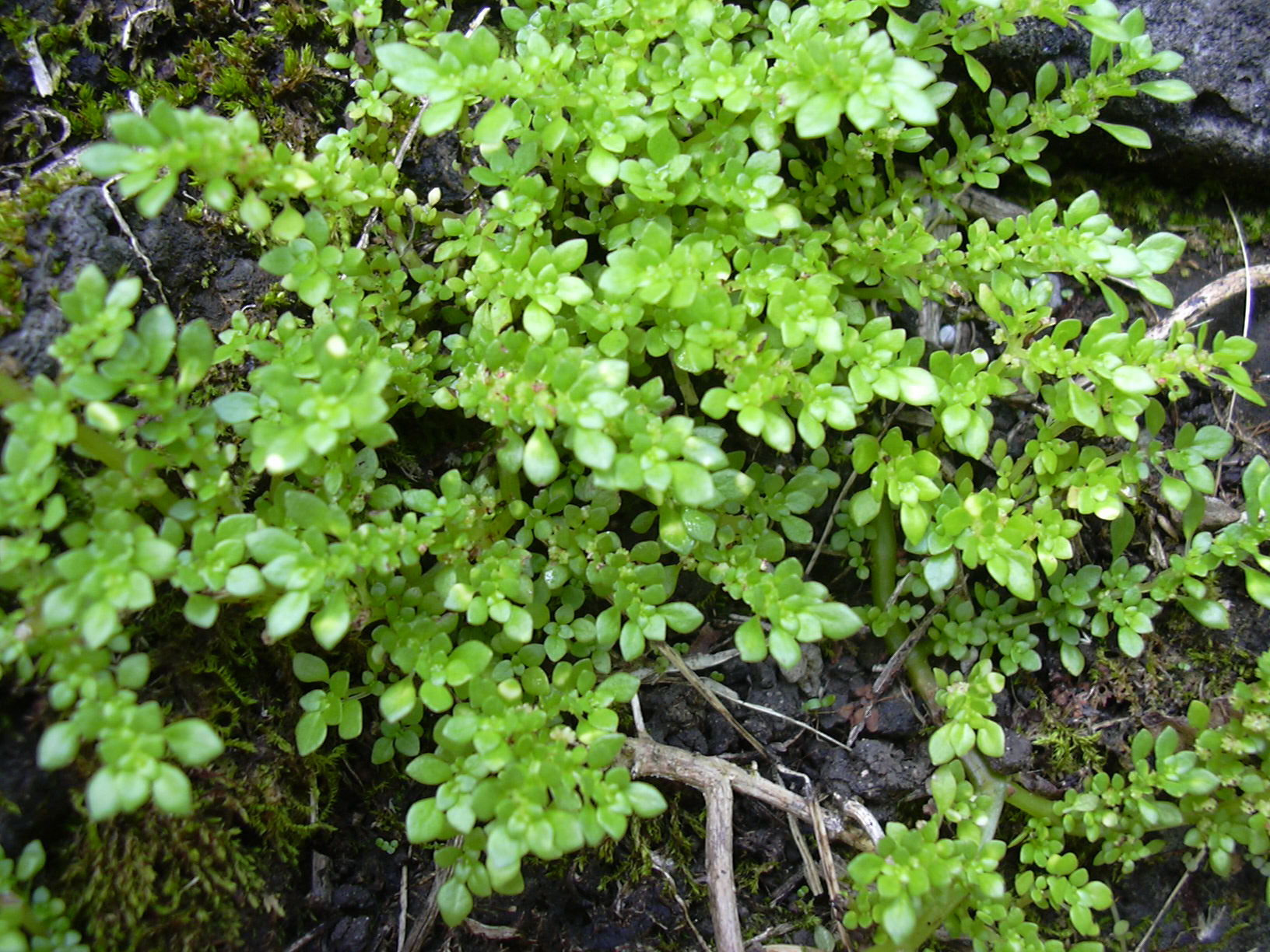Artillery Plant (Pilea microphylla) plant