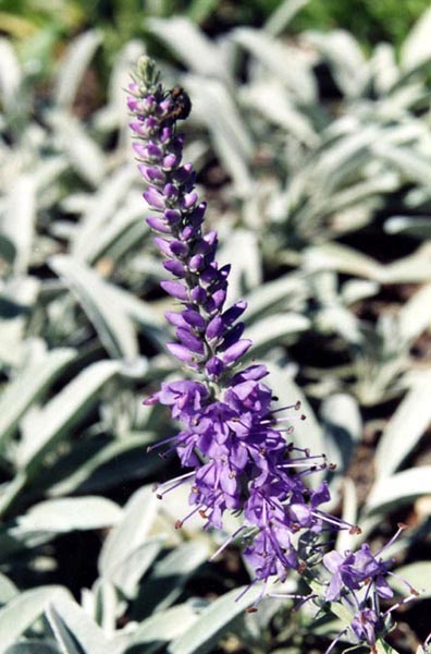 Ash Colored Speedwell (Veronica incana) plant