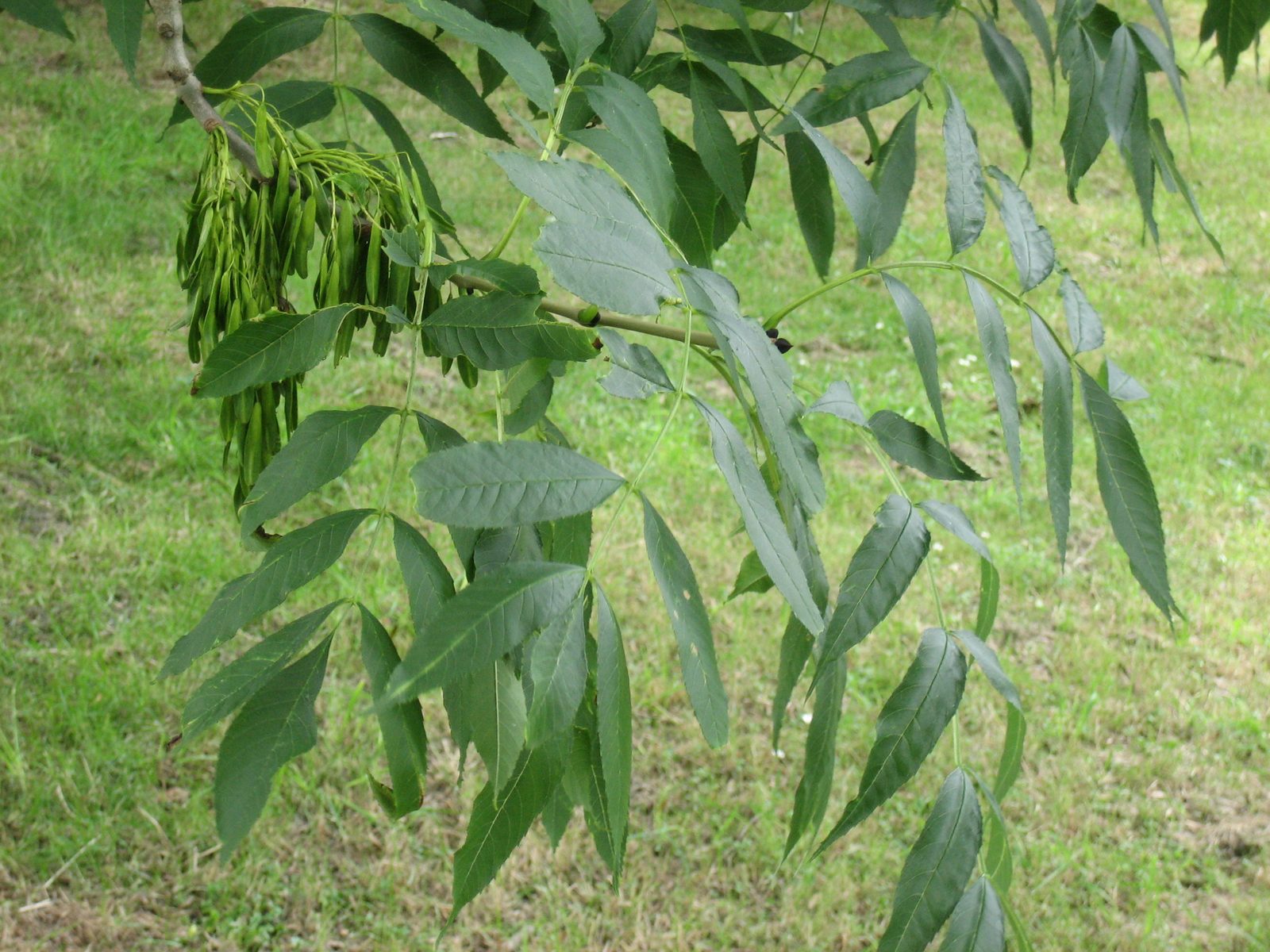 Ash (Fraxinus excelsior) plant