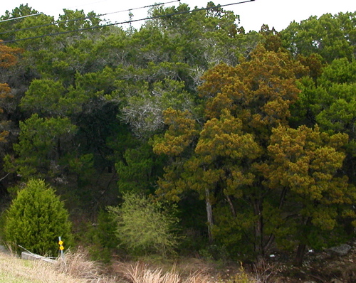Ashe Juniper (Juniperus ashei) plant