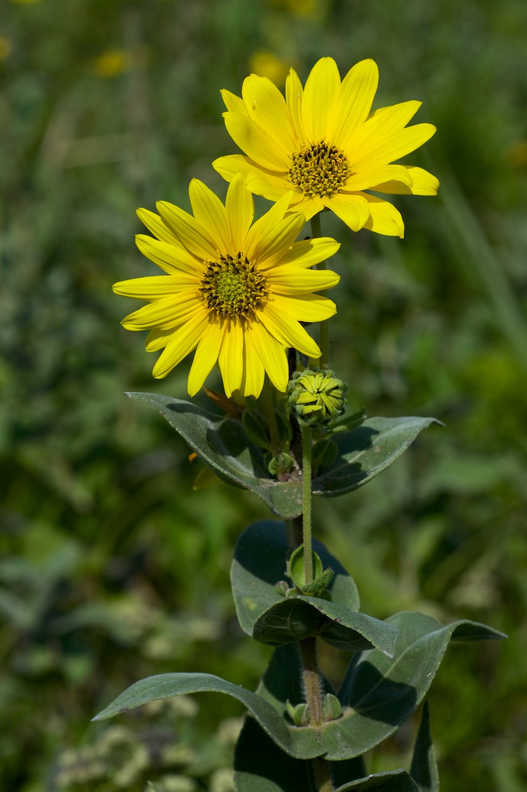 Ashy Sunflower (Helianthus mollis) plant